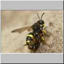 Cerceris rybyensis - Knotenwespe 38g mit Lasioglossum - Furchenbiene - Sandgrube OS-Wallenhorst.jpg